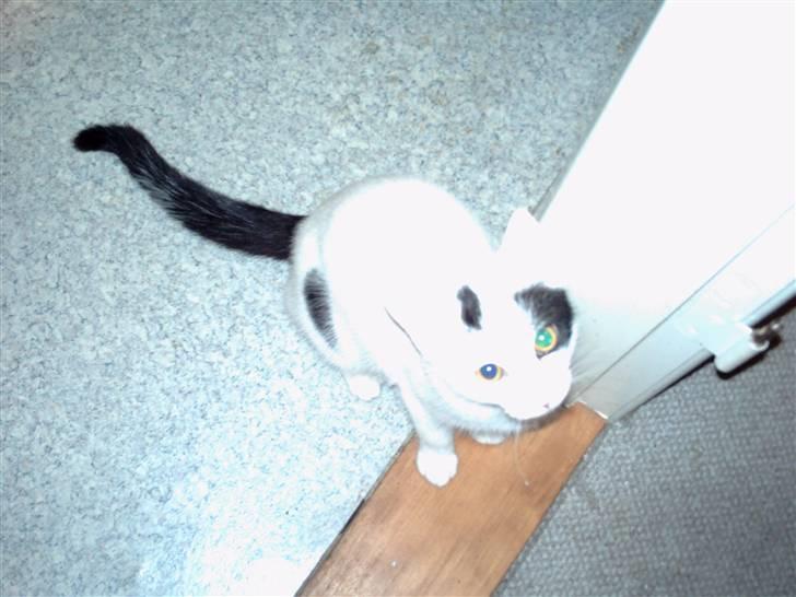 Blanding af racer didi billede 10