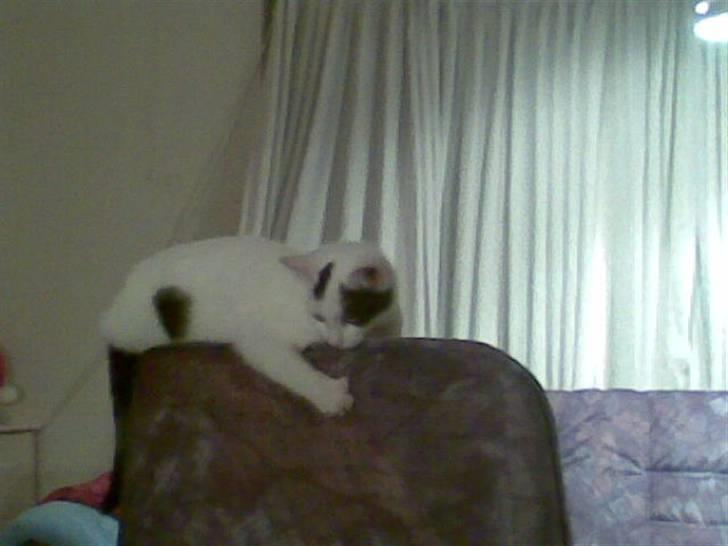 Blanding af racer didi billede 11