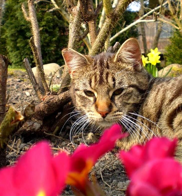 Huskat Bedford  - I bedet med forråsblomster billede 18