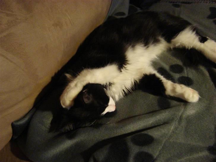 Norsk Skovkat Murphy - "Ihhh hvor jeg hygger mig" billede 10