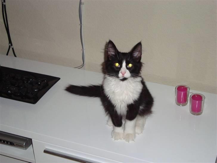 Norsk Skovkat Murphy - "Er jeg ikke fin?" billede 11