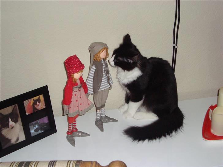 Norsk Skovkat Murphy - Murphy snakker med nisserne billede 12