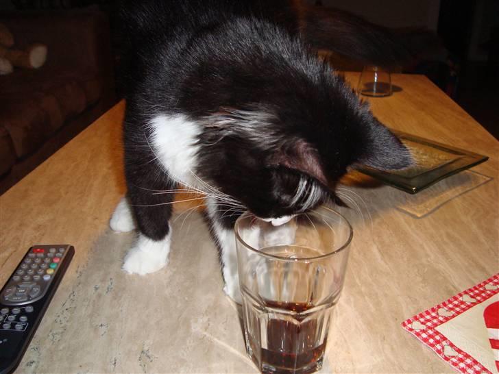 Norsk Skovkat Murphy - Cola missen billede 13