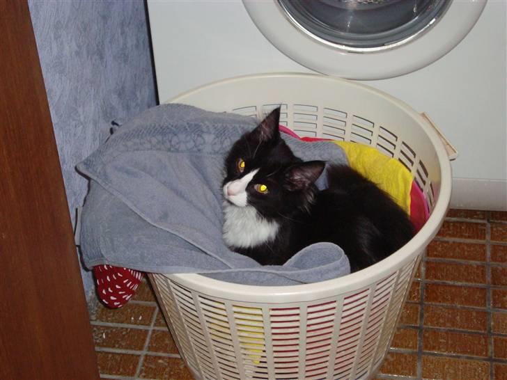 Norsk Skovkat Murphy - "Skal jeg hjælpe?" billede 14