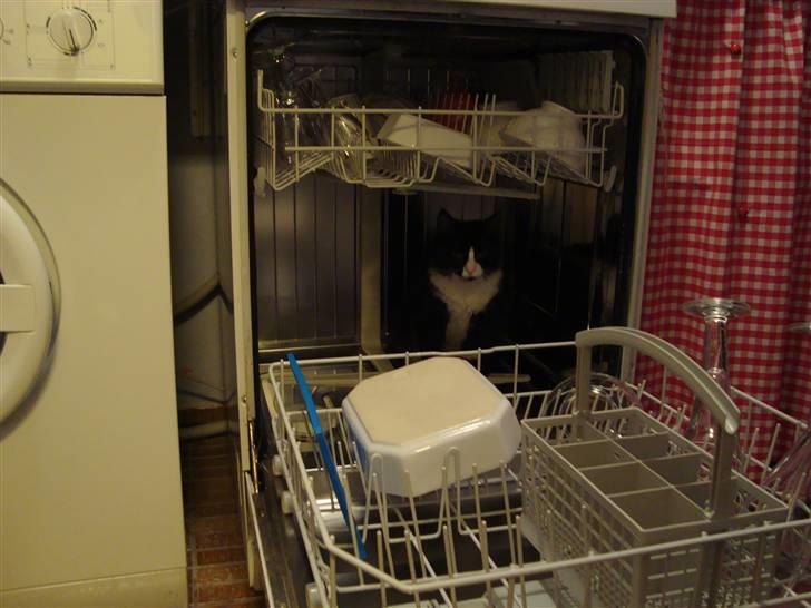 Norsk Skovkat Murphy - Hjælper med at vaske op! billede 15