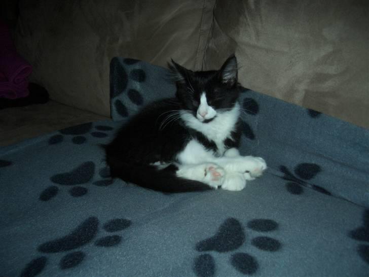 Norsk Skovkat Murphy - (kattesprog) "Nu lukker jeg øjnene så kan ingen se mig, og så er jeg helt tryg" billede 16