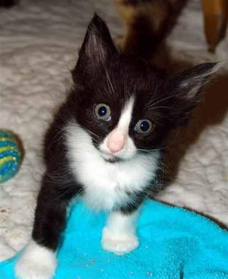 Norsk Skovkat Murphy - Baby missen billede 17