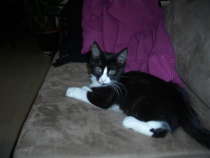 Norsk Skovkat Murphy - "Hvad skal jeg nu finde på af ulykker?" billede 18