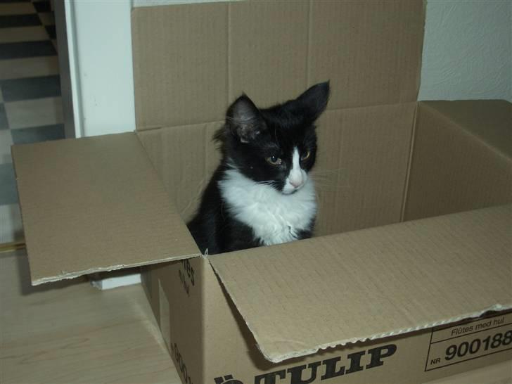Norsk Skovkat Murphy - "Jeg elsker min fine papkasse" billede 19