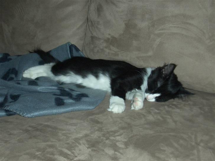 Norsk Skovkat Murphy - Det er hård at være missekat :-) billede 20