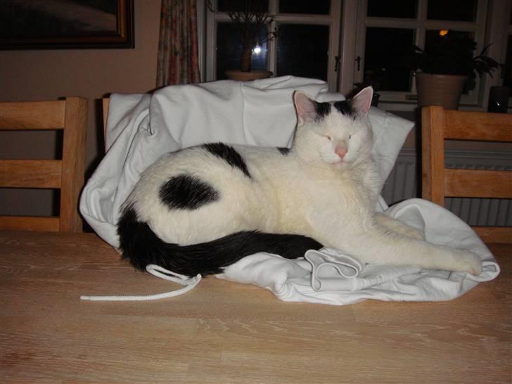 Huskat Stitch :o) billede 17