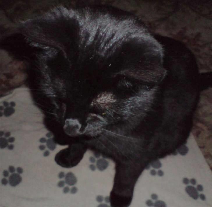 Huskat Buller billede 4