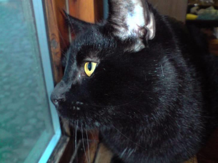 Huskat Buller billede 5