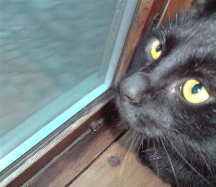 Huskat Buller billede 6