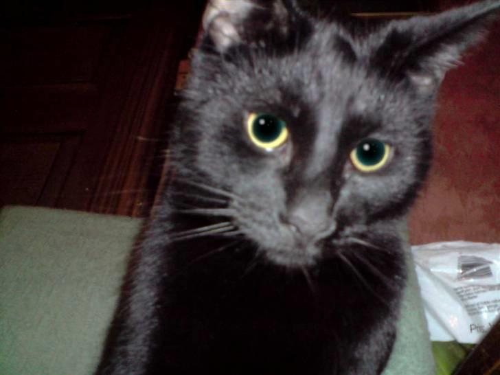 Huskat Buller billede 7