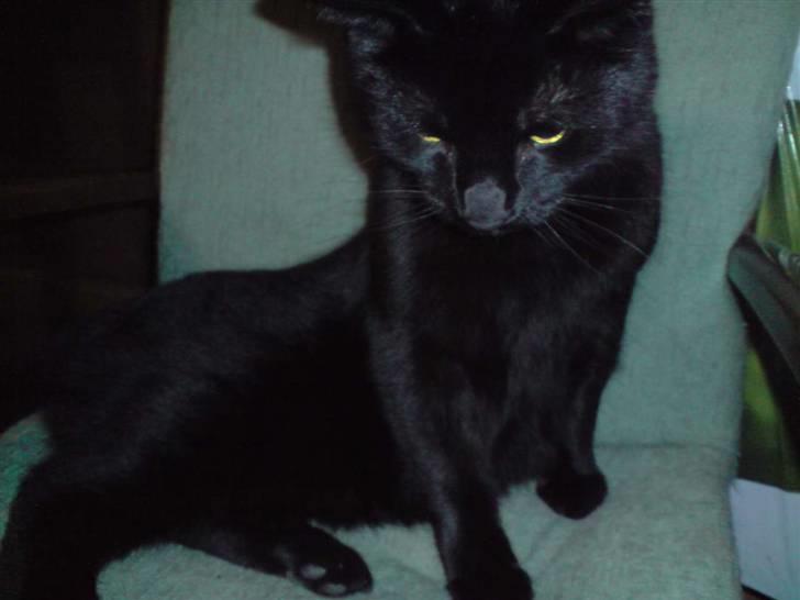 Huskat Buller billede 8