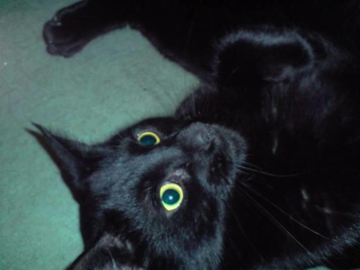 Huskat Buller billede 9