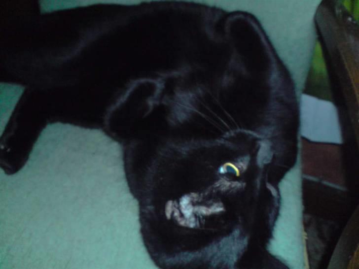 Huskat Buller billede 10