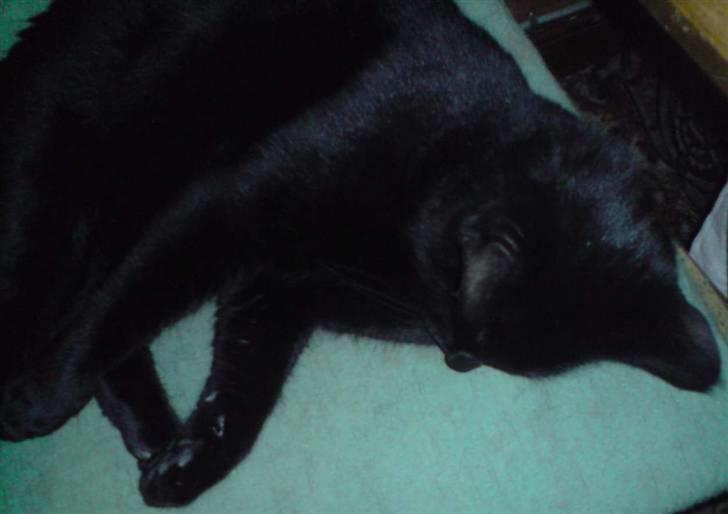 Huskat Buller billede 11