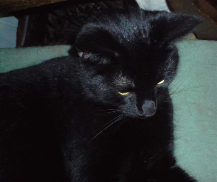 Huskat Buller billede 12