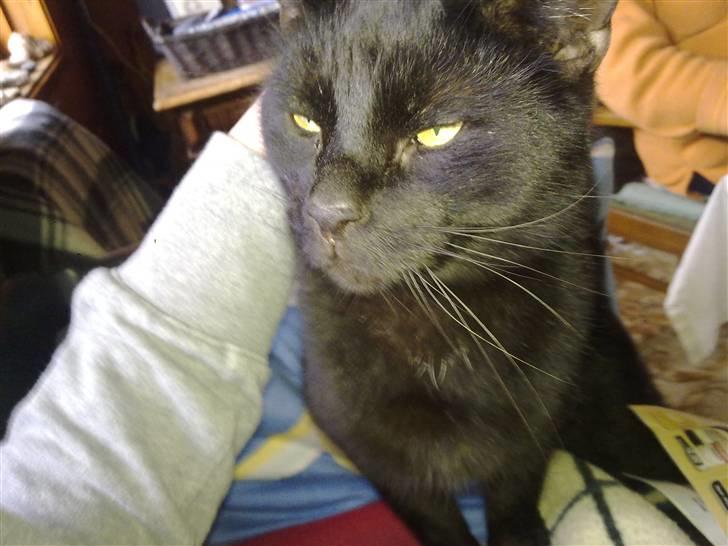 Huskat Buller billede 13