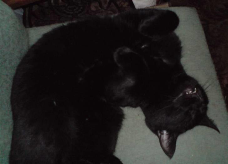 Huskat Buller billede 14