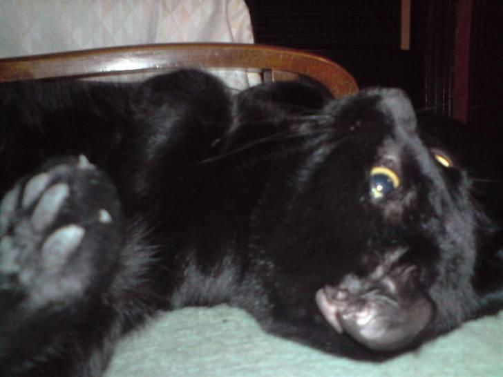 Huskat Buller billede 15