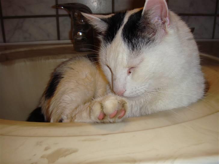 Huskat Stitch :o) billede 19