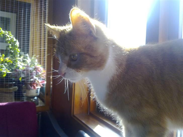 Huskat Olivor billede 1