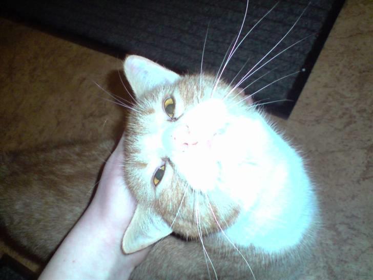 Huskat Olivor billede 2