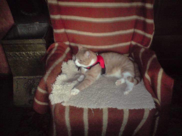 Huskat Olivor billede 3