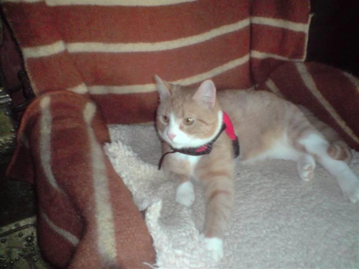 Huskat Olivor billede 4