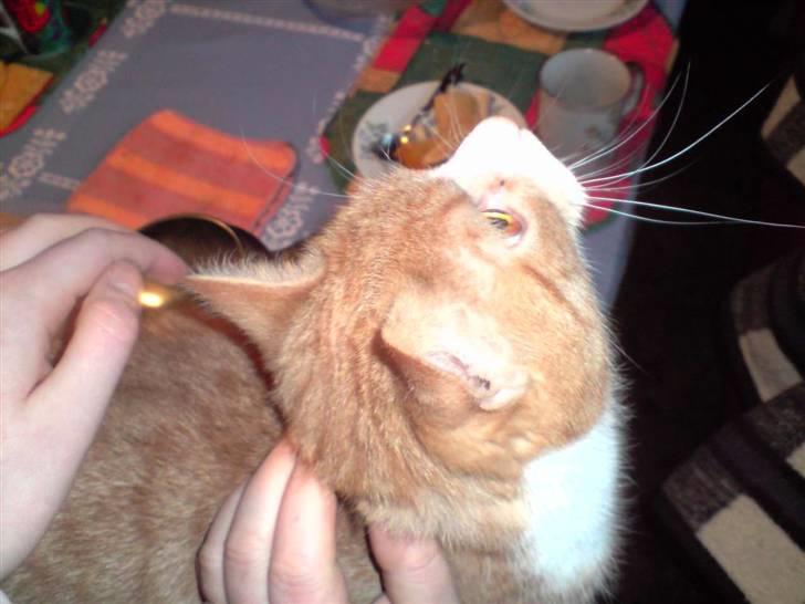 Huskat Olivor billede 5