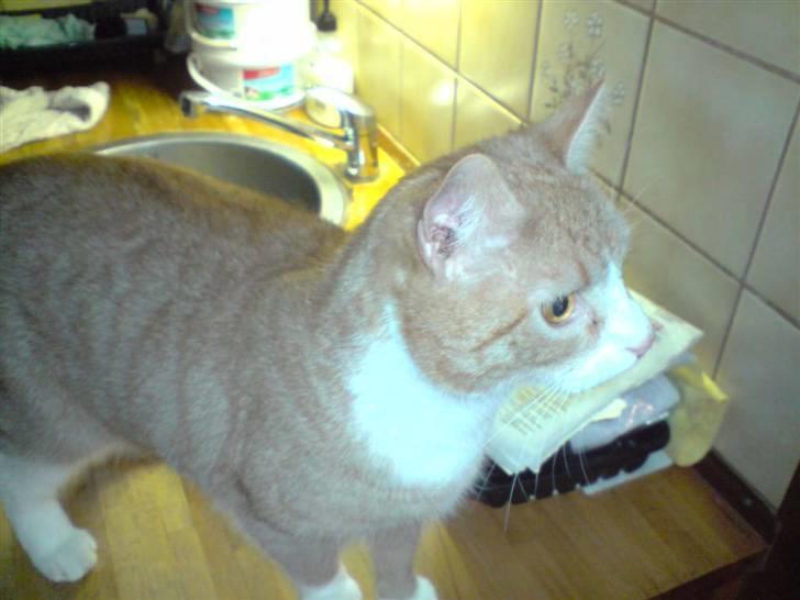 Huskat Olivor billede 6