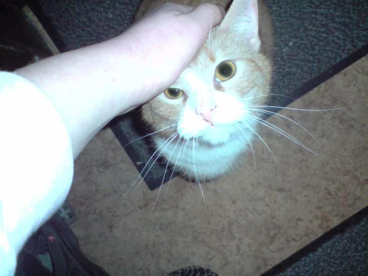 Huskat Olivor billede 7