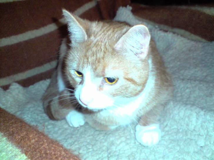 Huskat Olivor billede 10