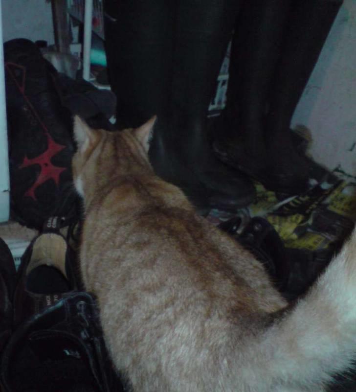 Huskat Olivor billede 11