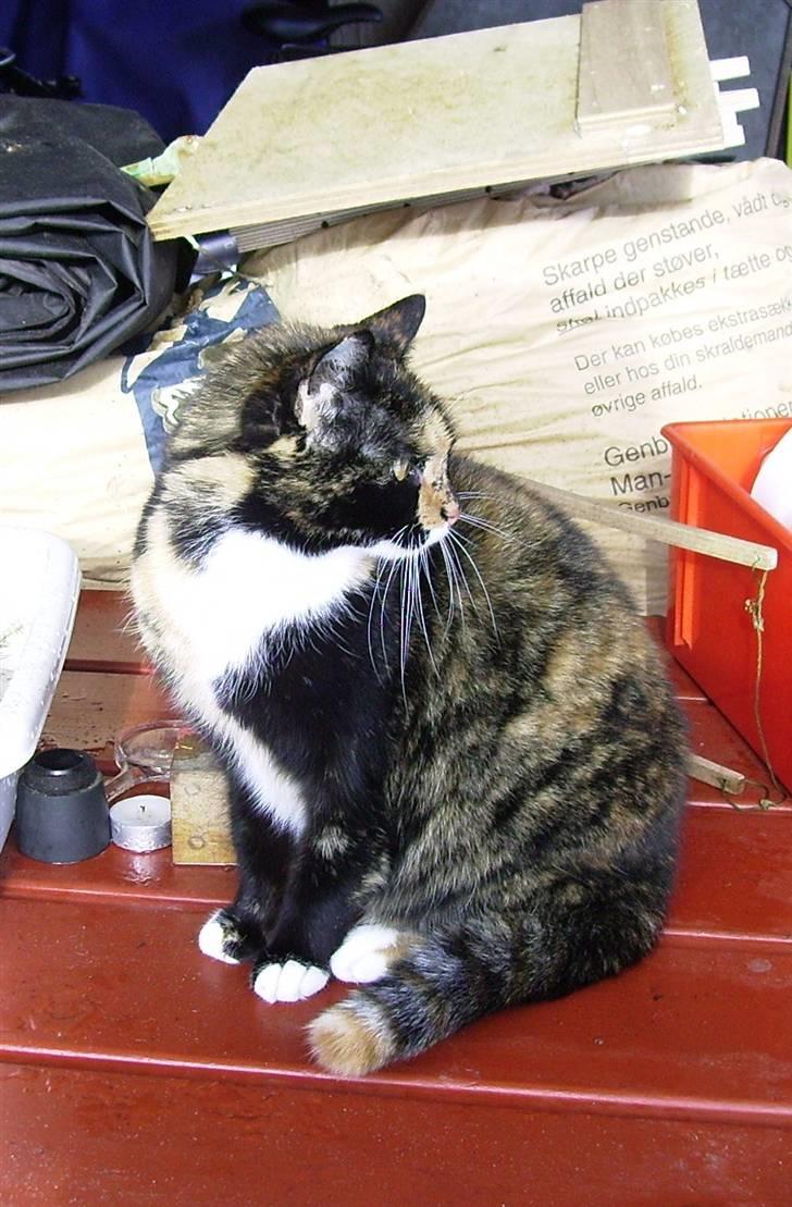 Blanding af racer Nala billede 8