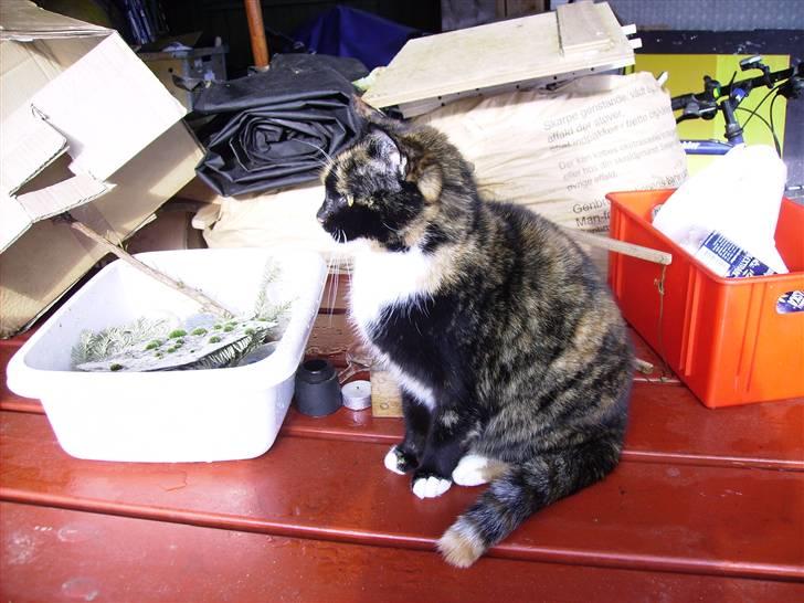 Blanding af racer Nala billede 9