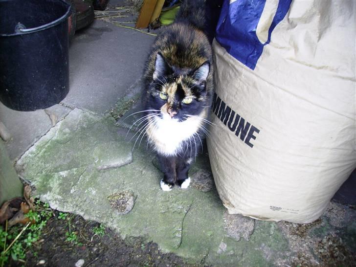 Blanding af racer Nala billede 10