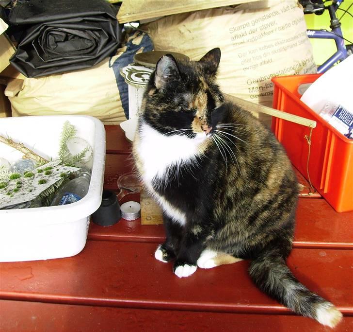 Blanding af racer Nala billede 11