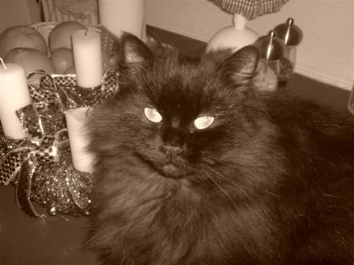 Blanding af racer Toluse billede 13