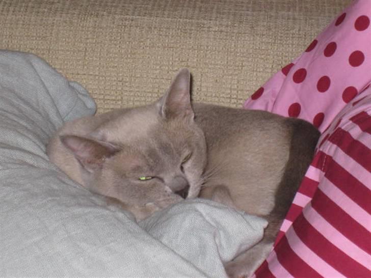 Burmeser Nergis billede 2