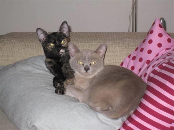 Burmeser Nergis - Her er jeg sammen med Latte billede 3