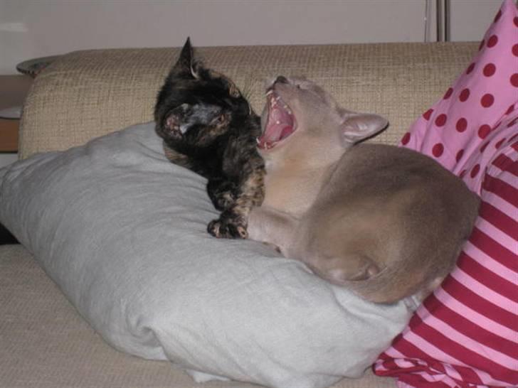 Burmeser Nergis billede 4