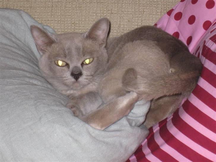 Burmeser Nergis billede 5