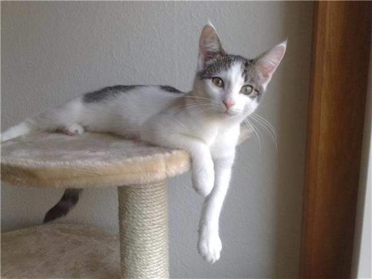 Blanding af racer / Maine Coon Bella - 5 måneder gammel .. billede 7