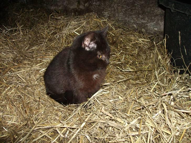 Huskat sorte mis billede 1