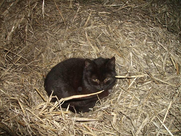 Huskat sorte mis billede 2