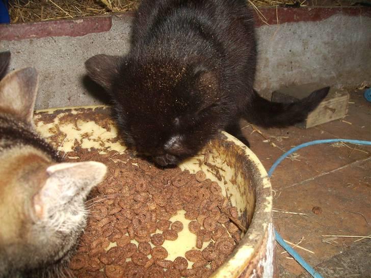 Huskat sorte mis billede 3